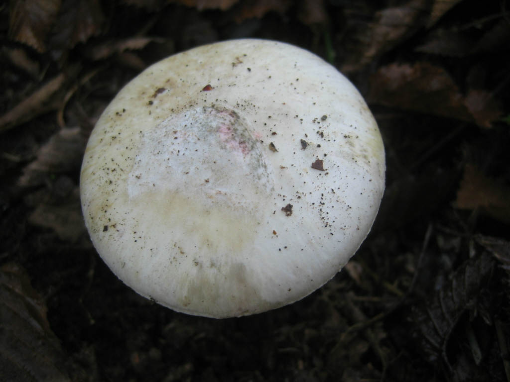 Amanita phalloides var. alba